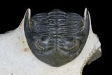 Detailed Hollardops Trilobite With Orange Eyes #177338-6